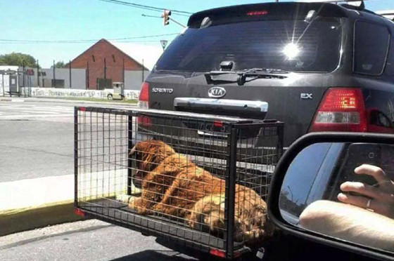 Fuertes multas para quienes lleven mascotas en jaulas fuera de sus autos