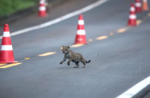 Cachorro de Yaguareté en Foz de Iguazú