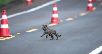 Cachorro de Yaguareté en Foz de Iguazú