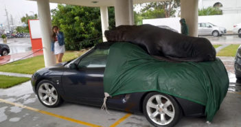 Lobo marino sobre un MG en Punta del Este